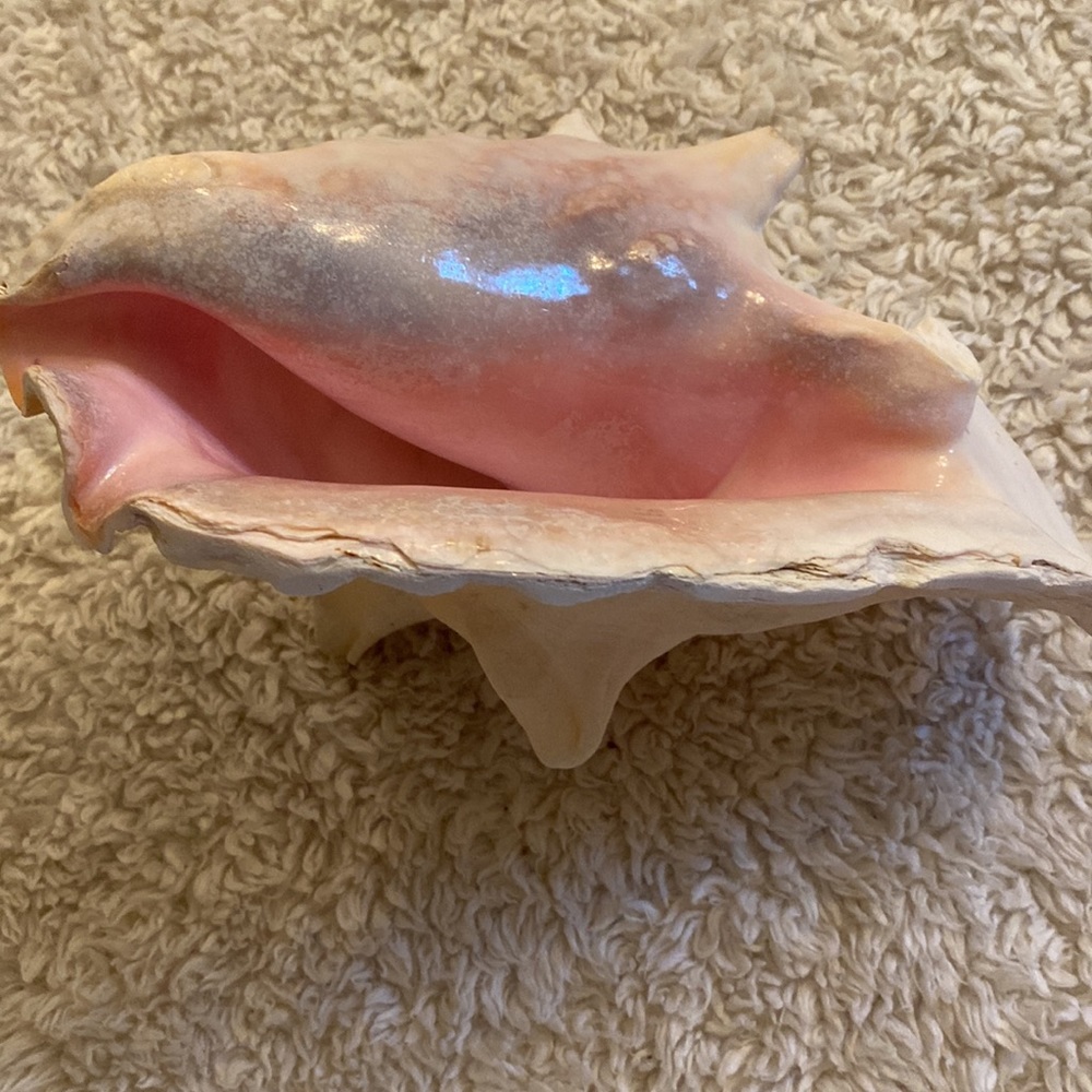 Conch Shell - Picture 2 of 4